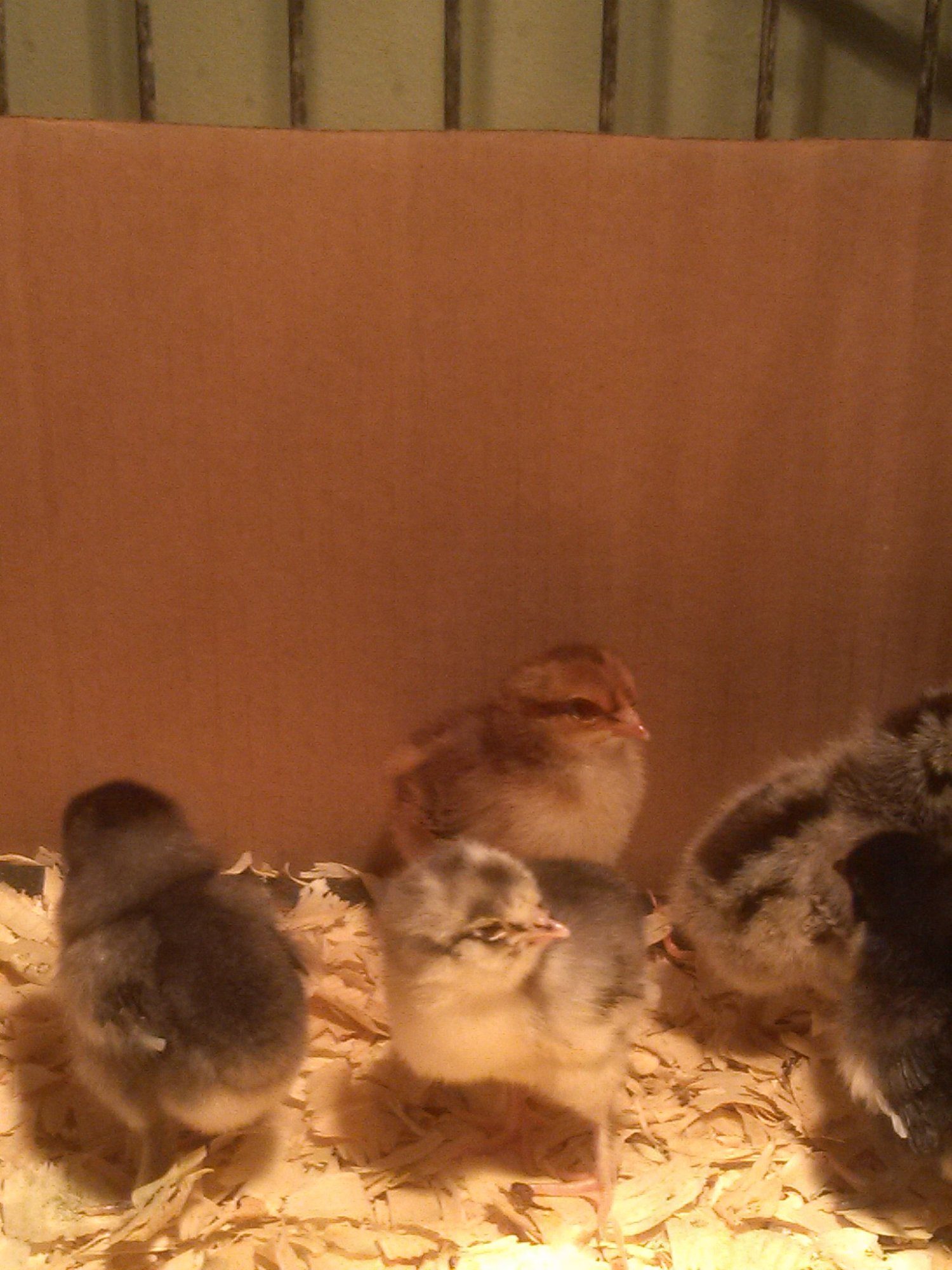 Easter egger(brown at back) surrounded by olive eggers. 2 days