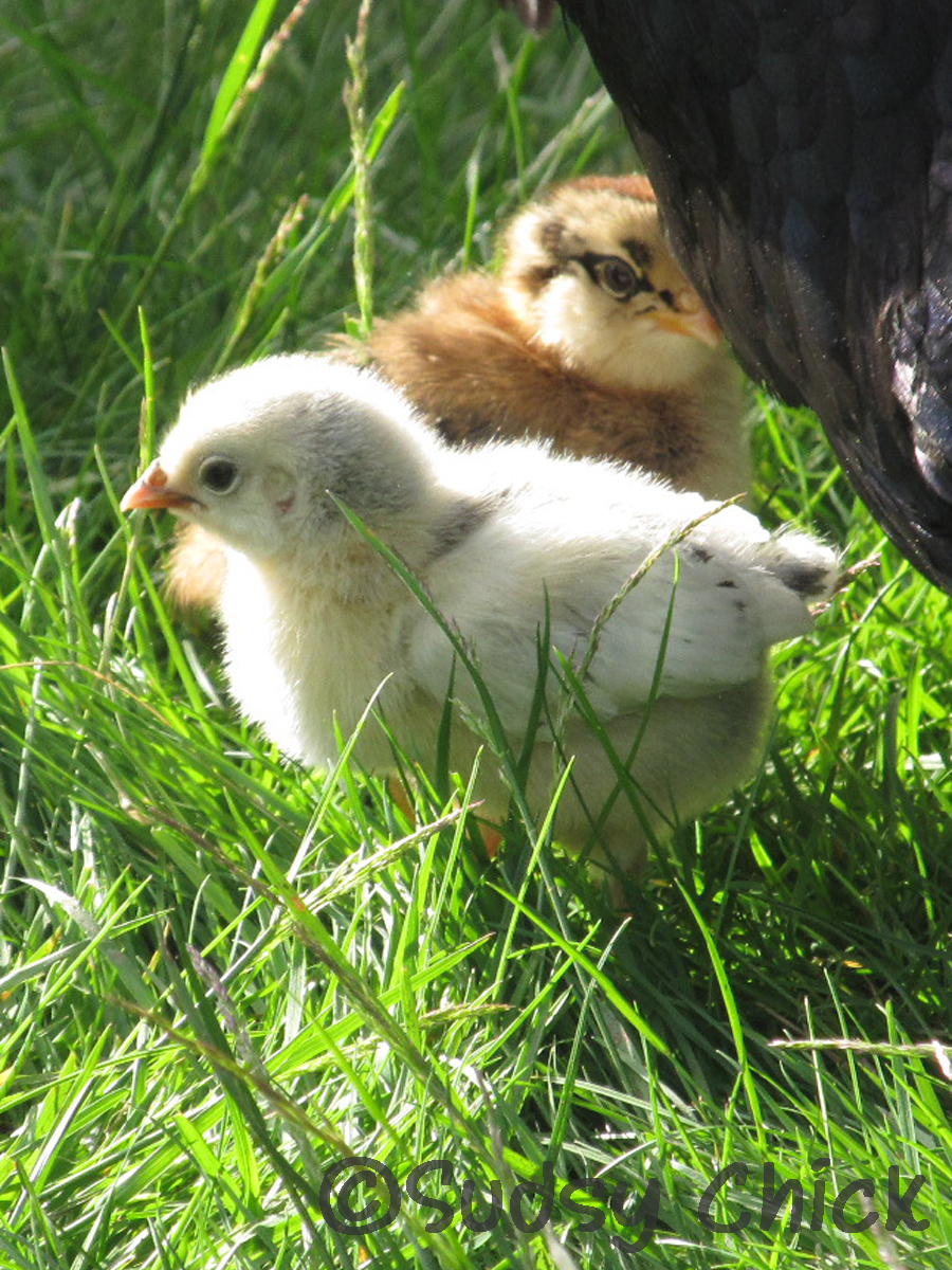 Easter Egger chick and Appenzeller Spitzhauben chick
