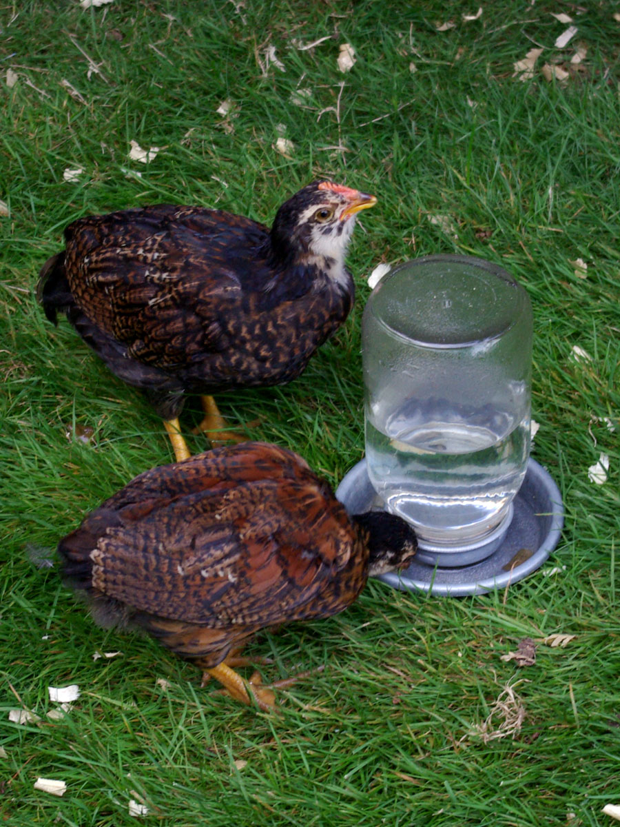 Easter Egger chick at eight weeks.