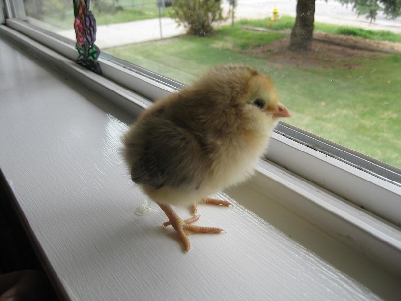 Easter egger chick