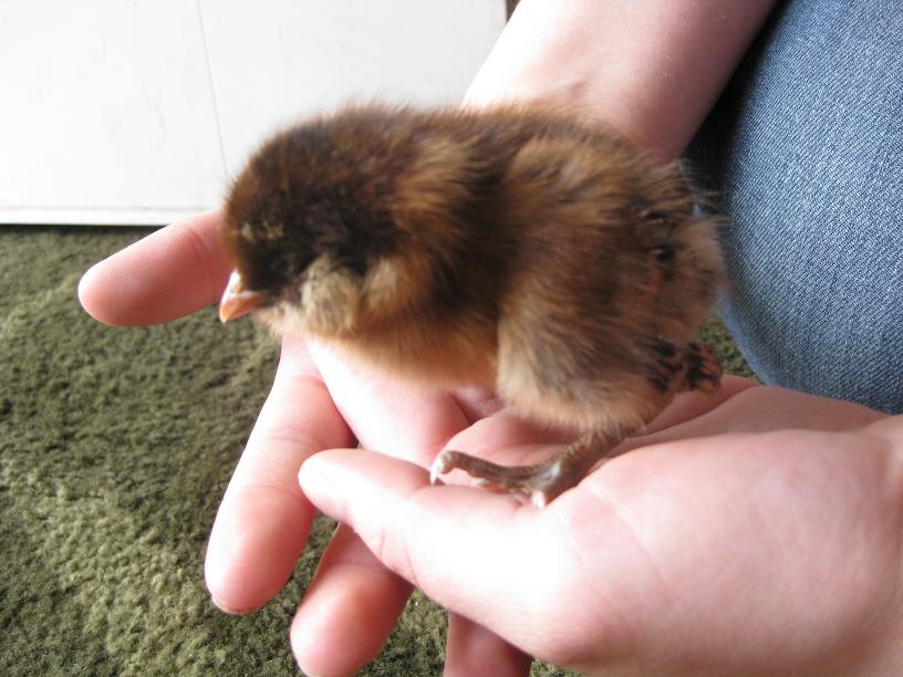 easter egger chick