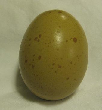 easter egger chick