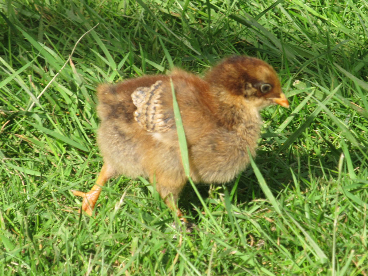 Easter Egger chick