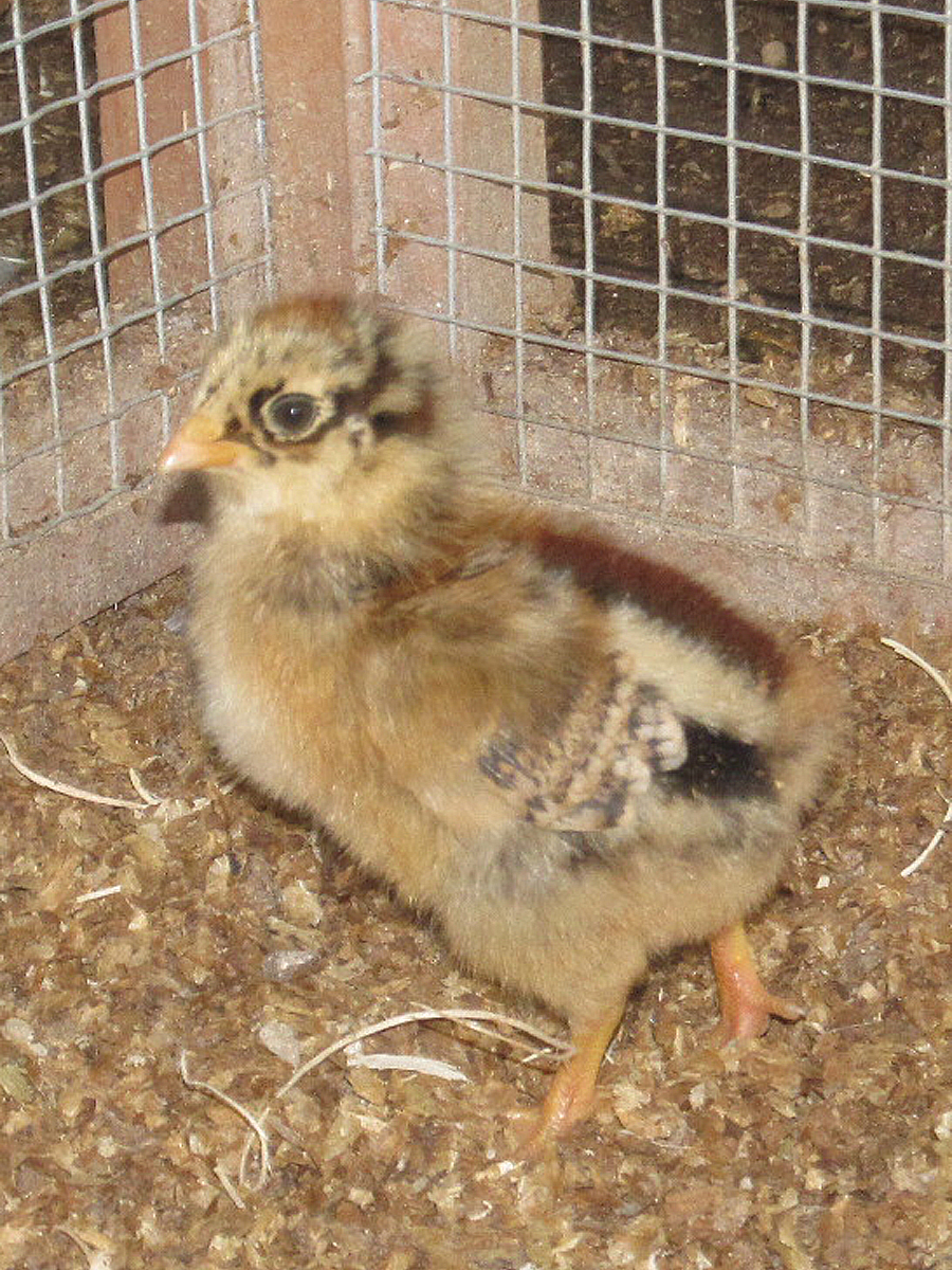 Easter Egger chick