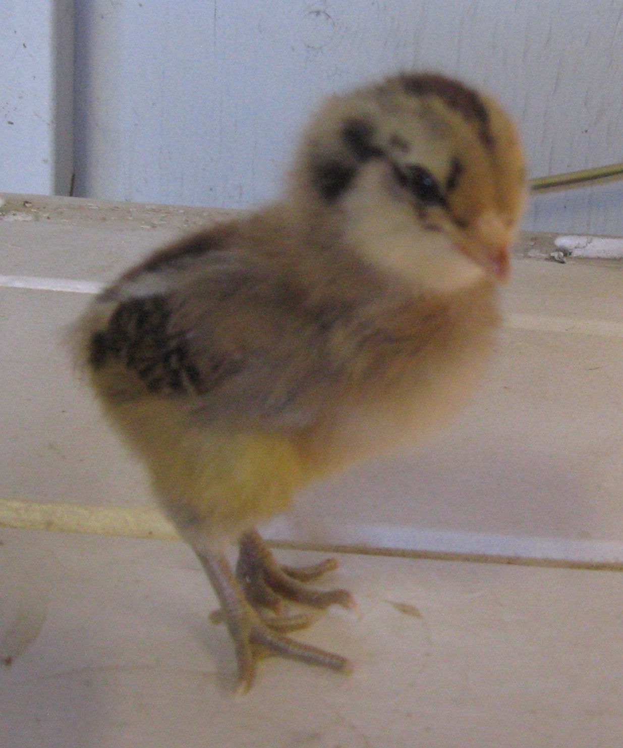 Easter Egger chick