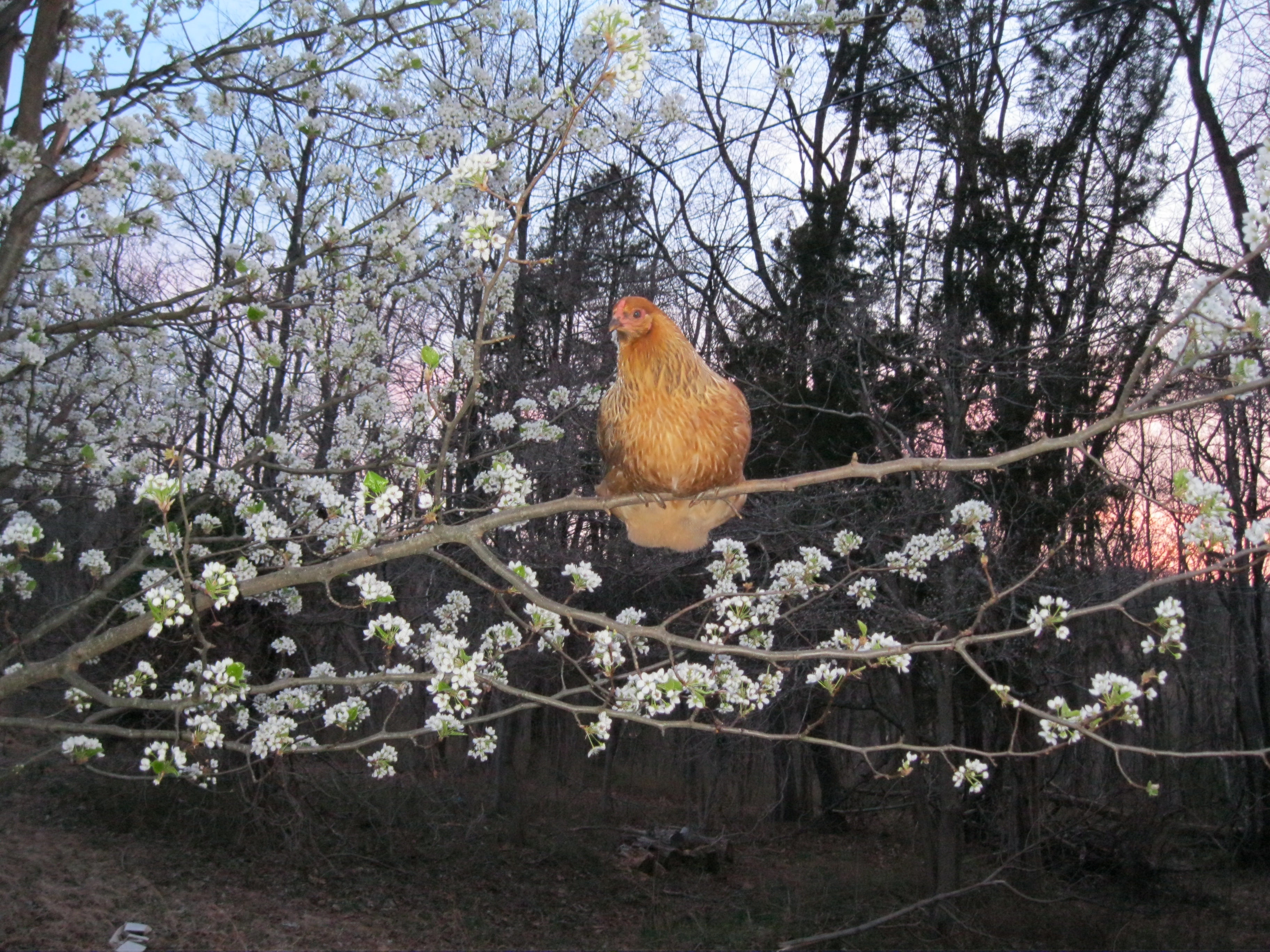 Easter egger, Chicken Nugget, in her tree