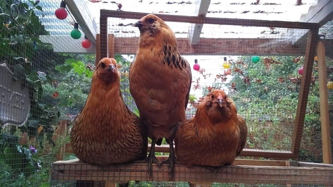 Easter Egger chickens in Ferndale, MI