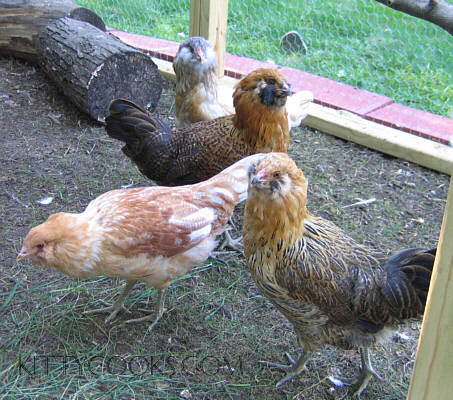 Easter Egger Chickens