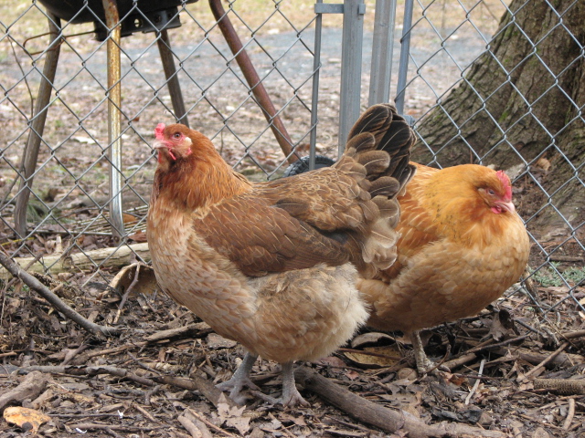 easter egger Clover (front) - dunnowhatitis Peep