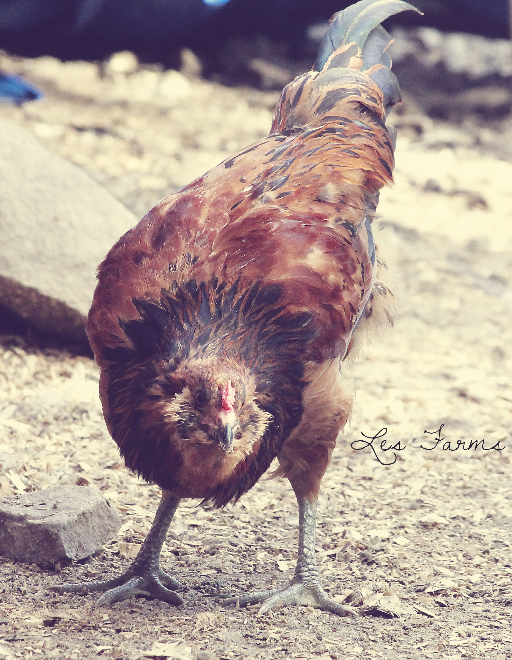 Easter Egger Cockerel - 11 weeks