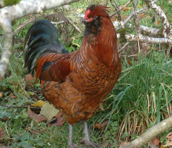 Easter Egger cockerel named "Wolverine."