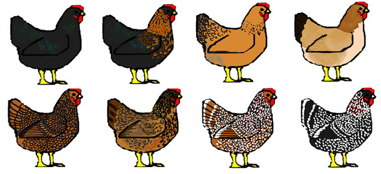 Easter Egger color variation project chart