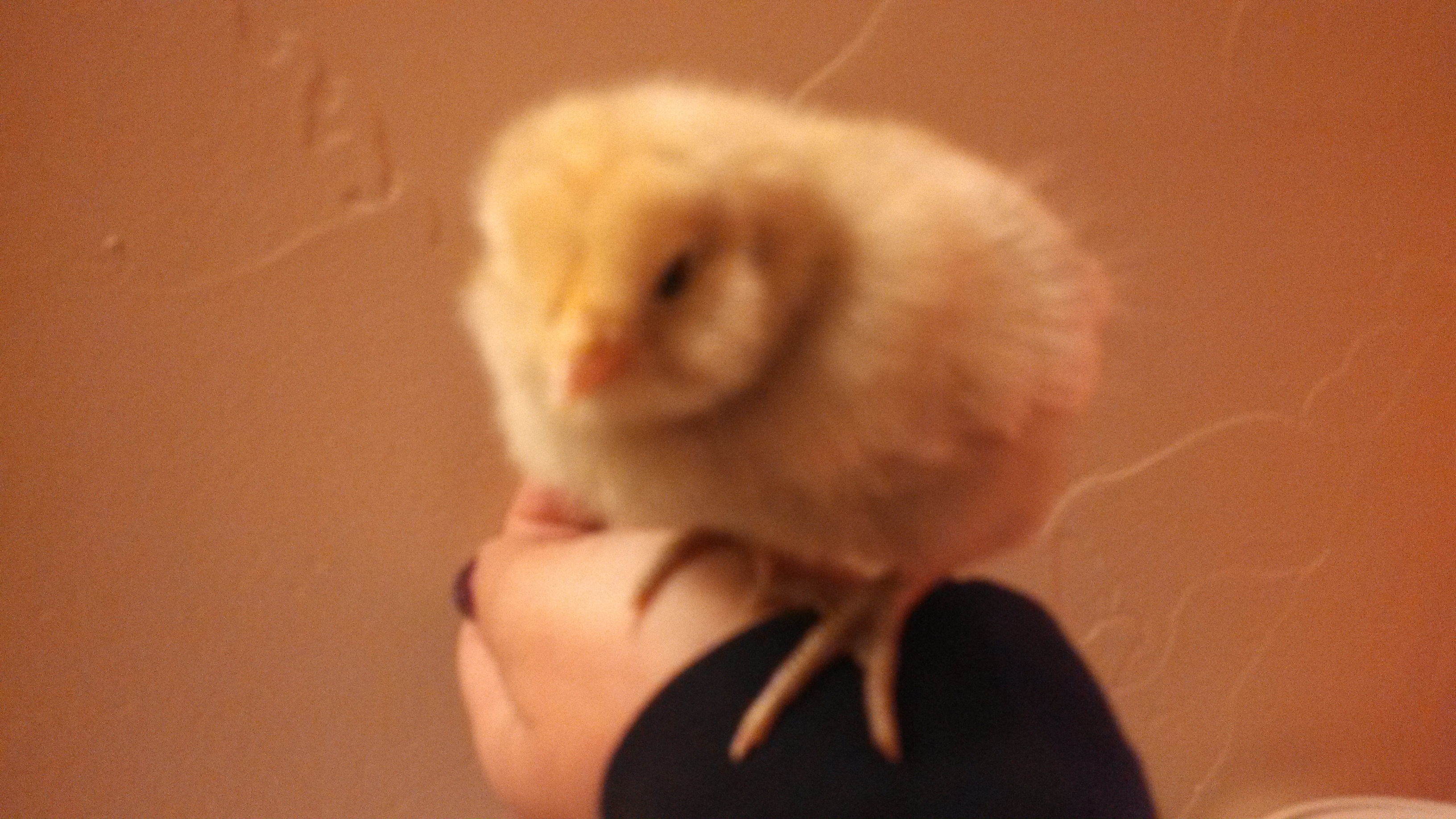 Easter Egger, Crab Coconut