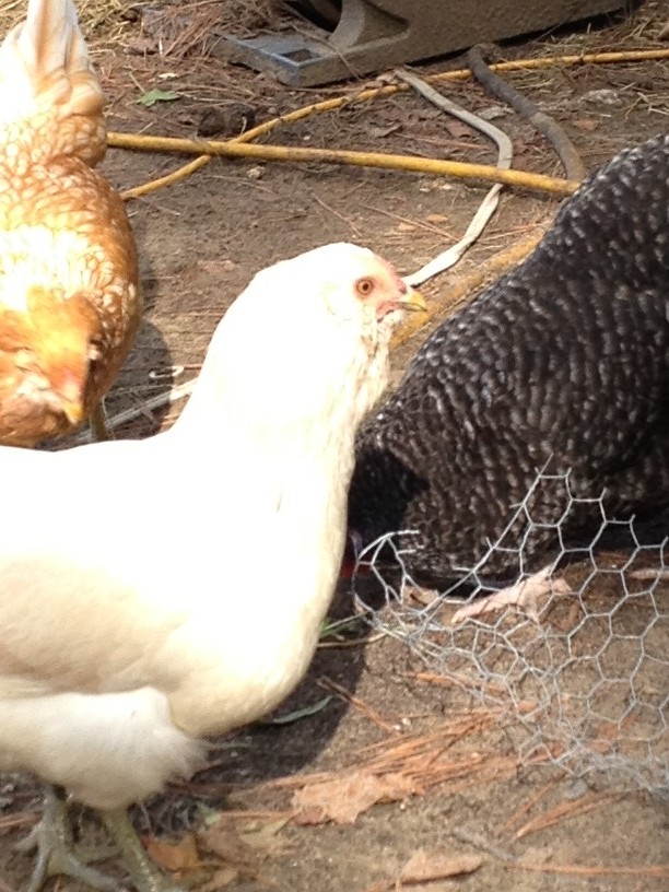 Easter Egger, Cuckoo Maran, and Buff Orpington