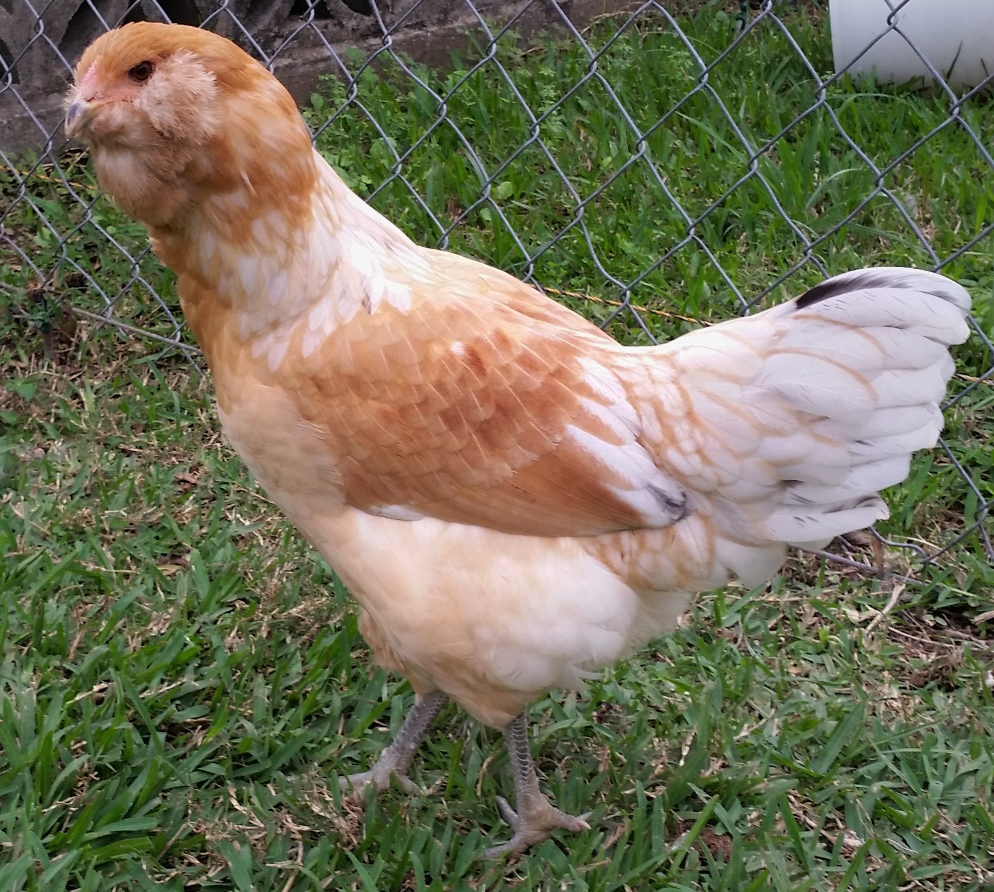 Easter Egger "Cyndi" 20 weeks