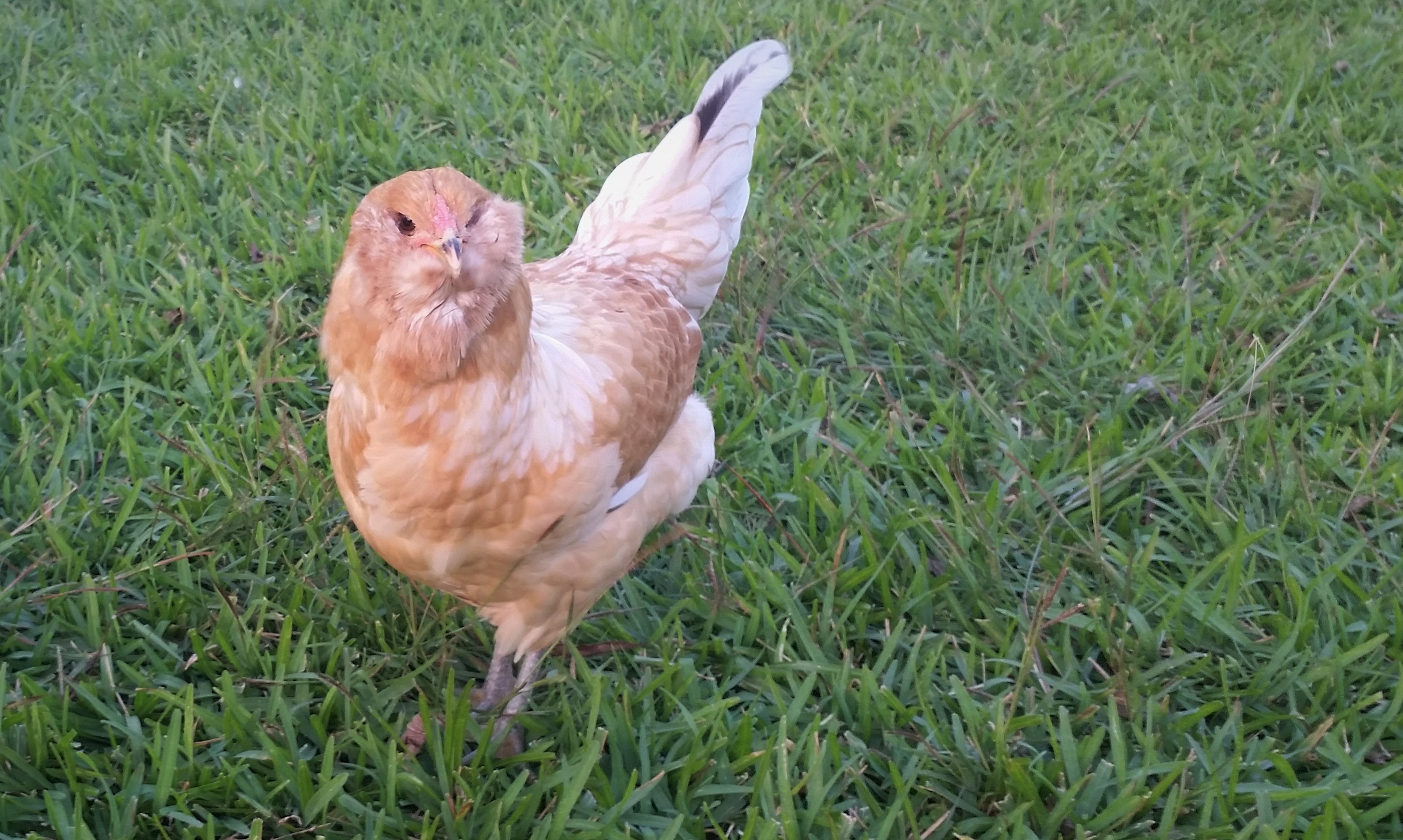 Easter Egger "Cyndi" 21 weeks