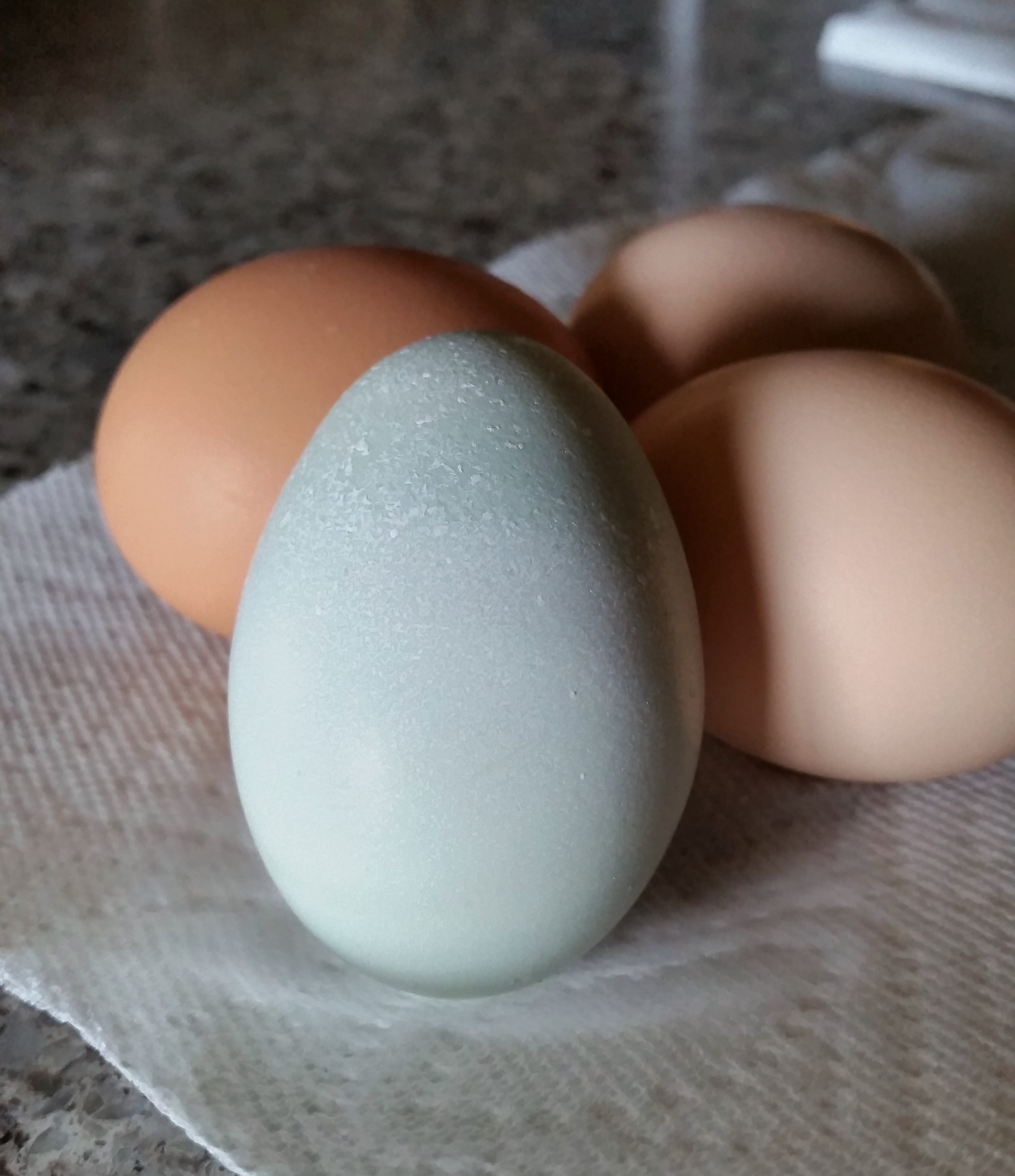 Easter Egger "Cyndi" 2nd Egg - 01/31/2016