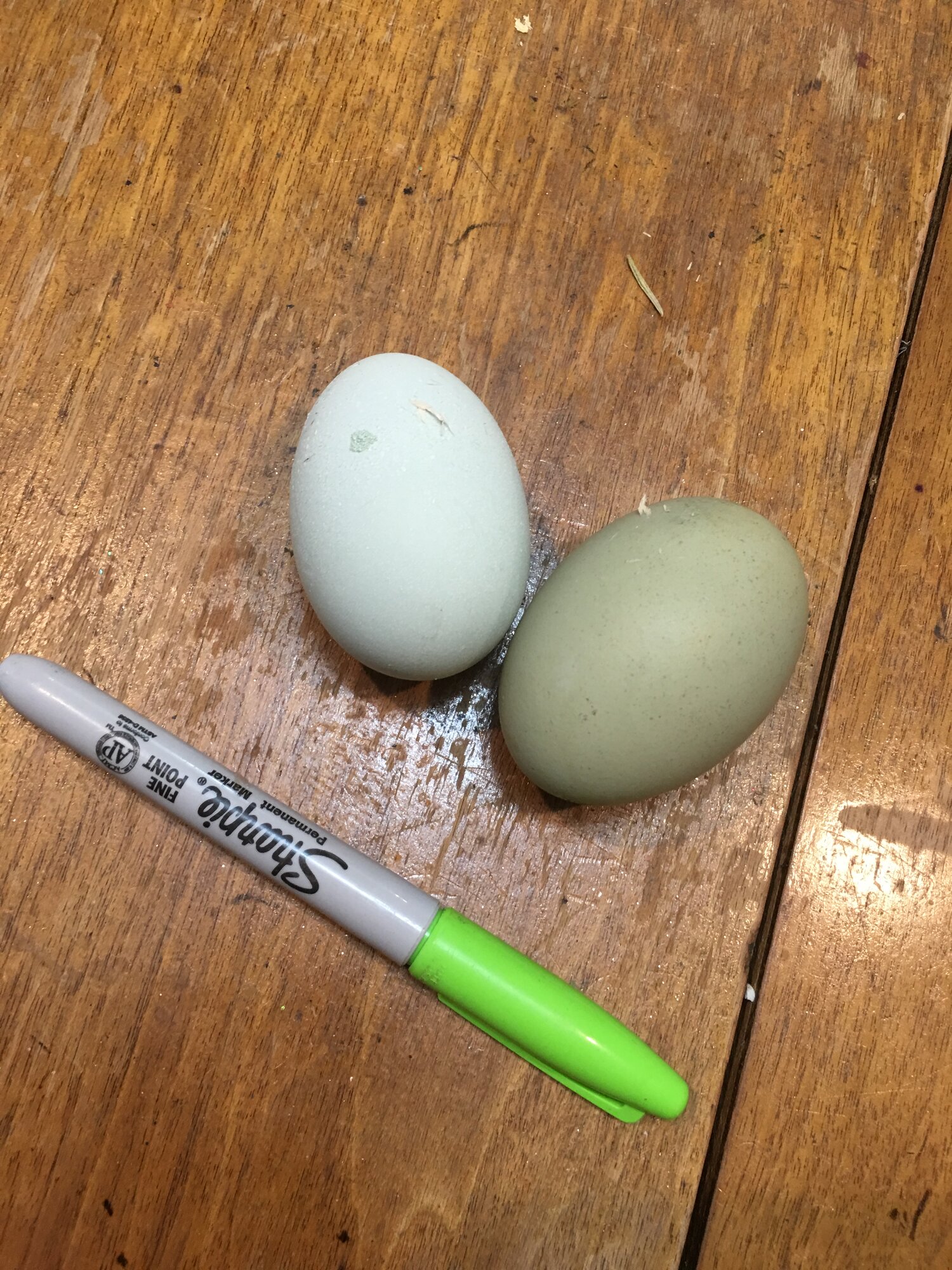 Easter Egger Eggs (Jan 2018).jpg