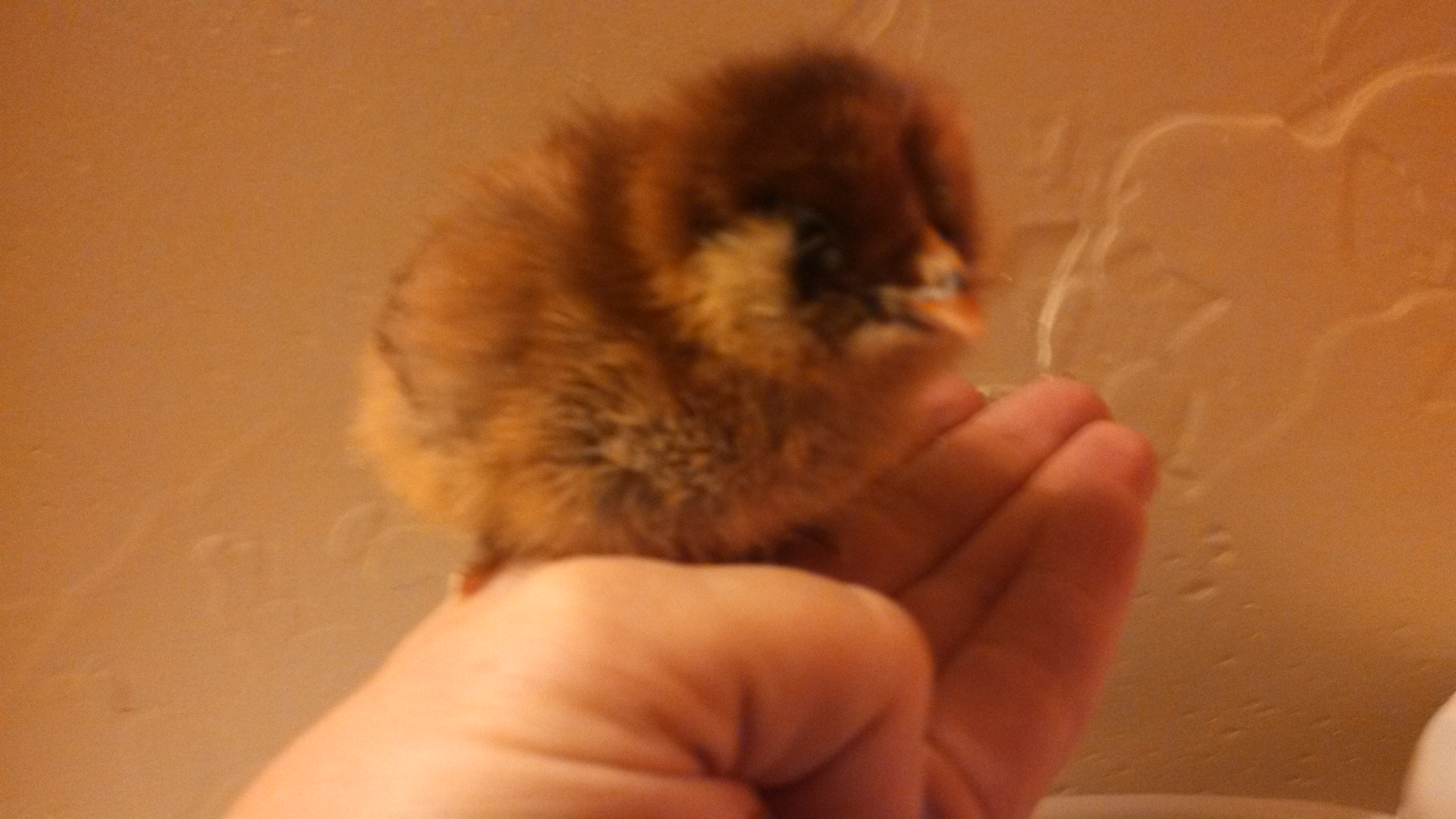 Easter Egger, Enchilada