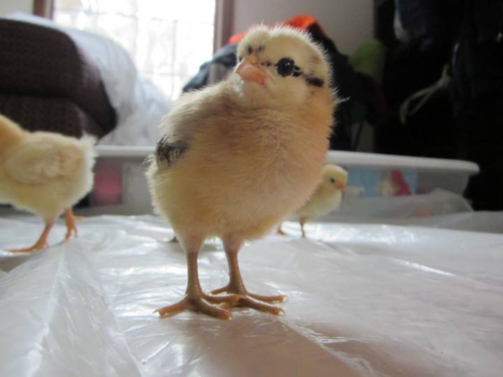 Easter Egger, "Esther"