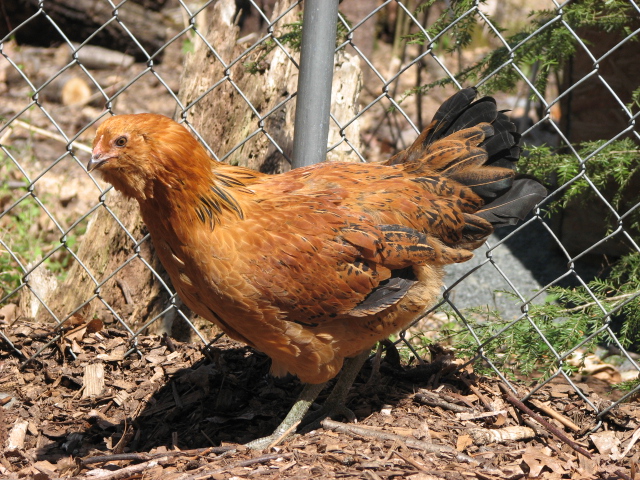 easter egger from Ideal