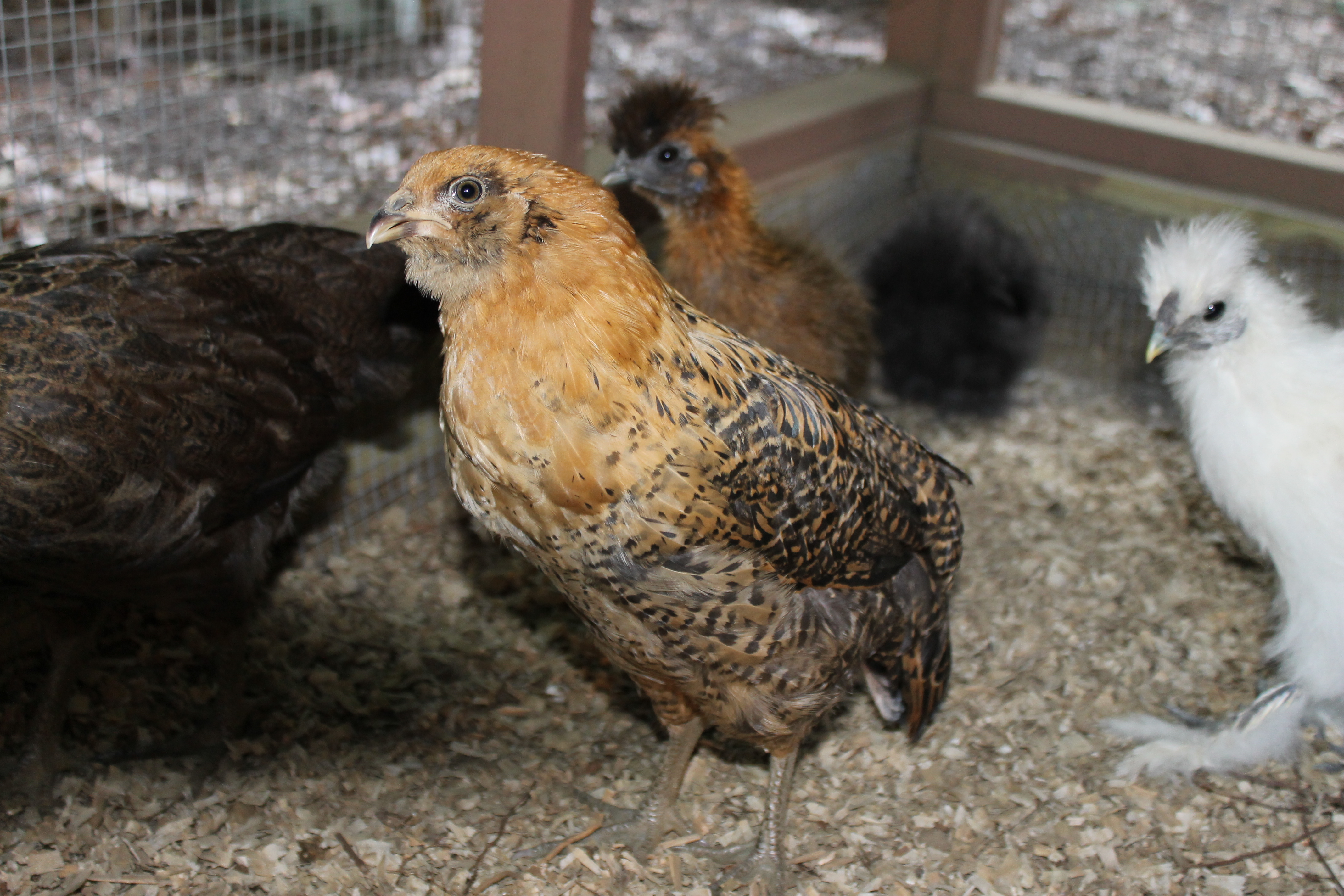 Easter Egger from My Pet Chicken