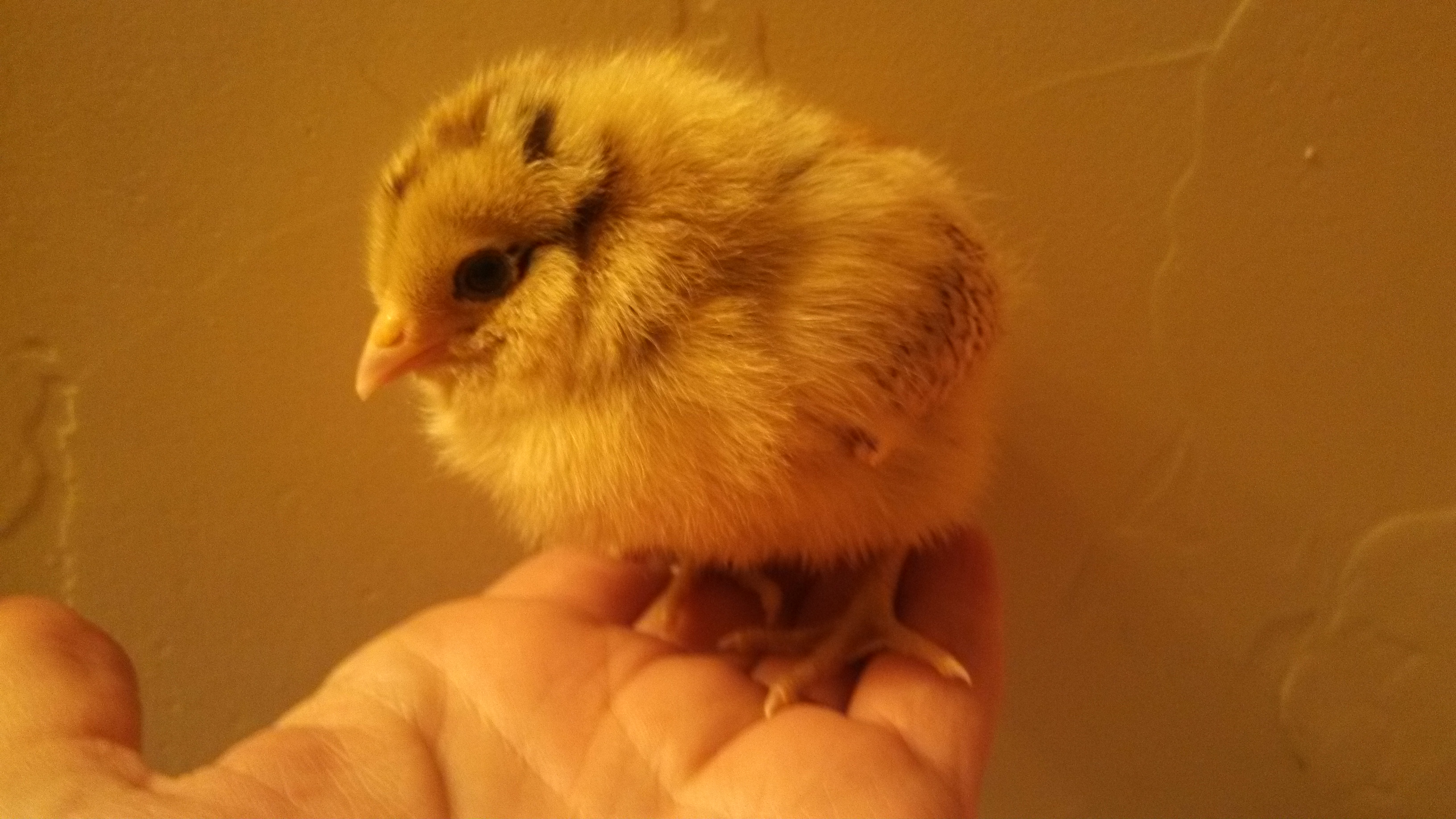 Easter Egger, Georgia