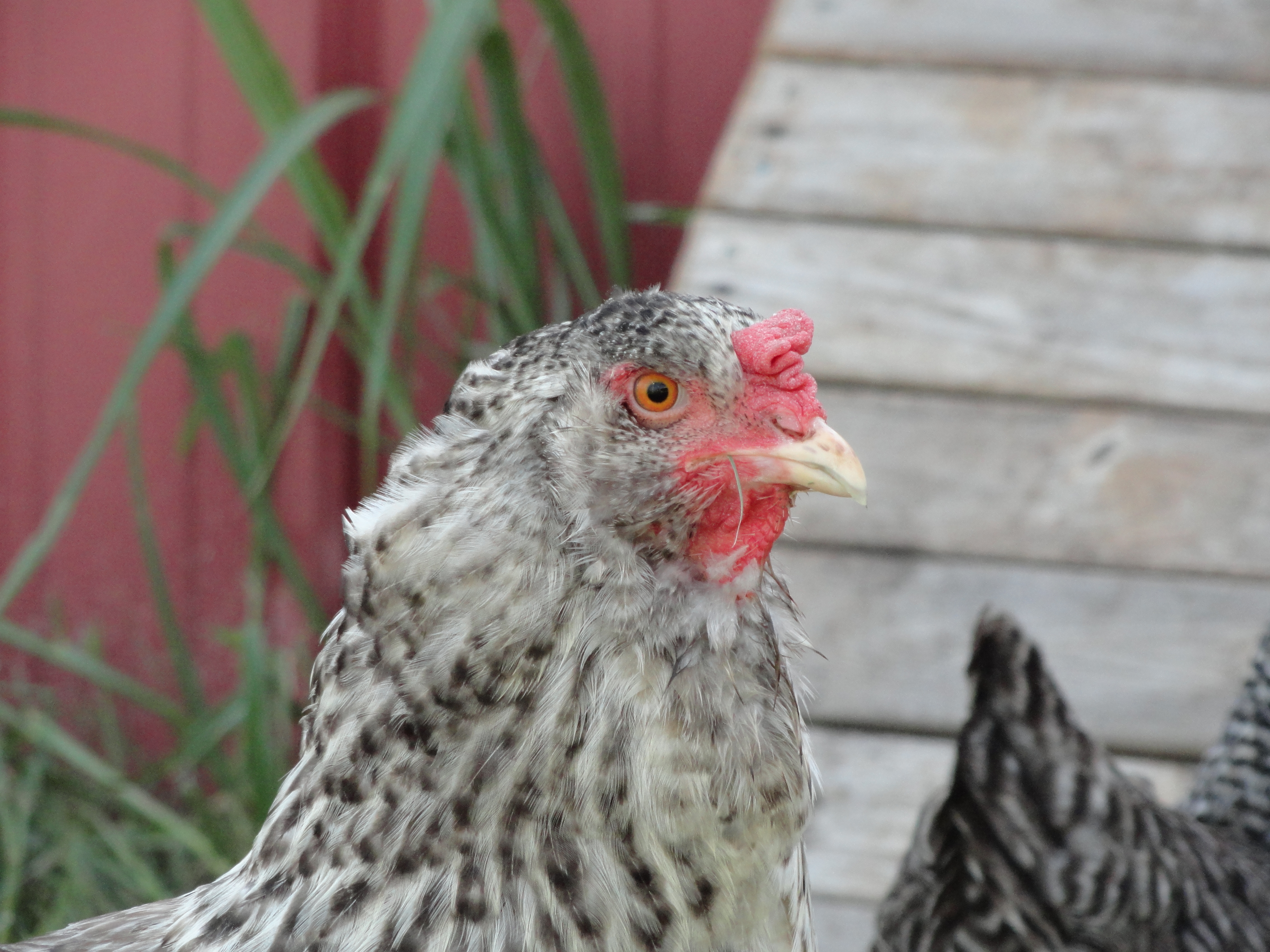 Easter Egger hen  "Haley"