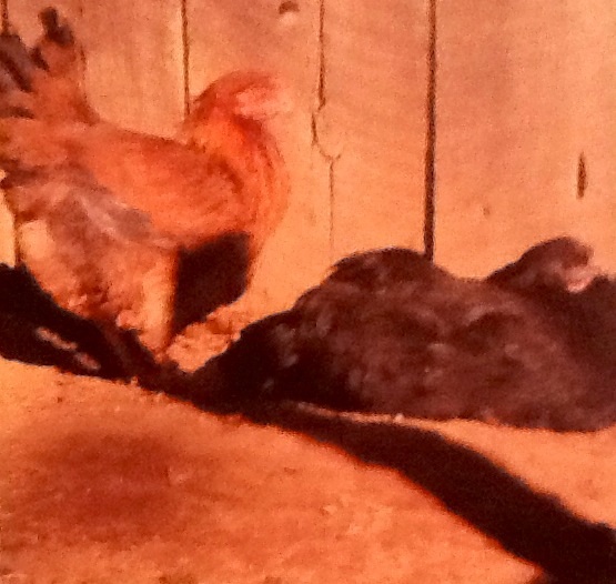 Easter Egger Hen(left) Black Australorp Hen (right)