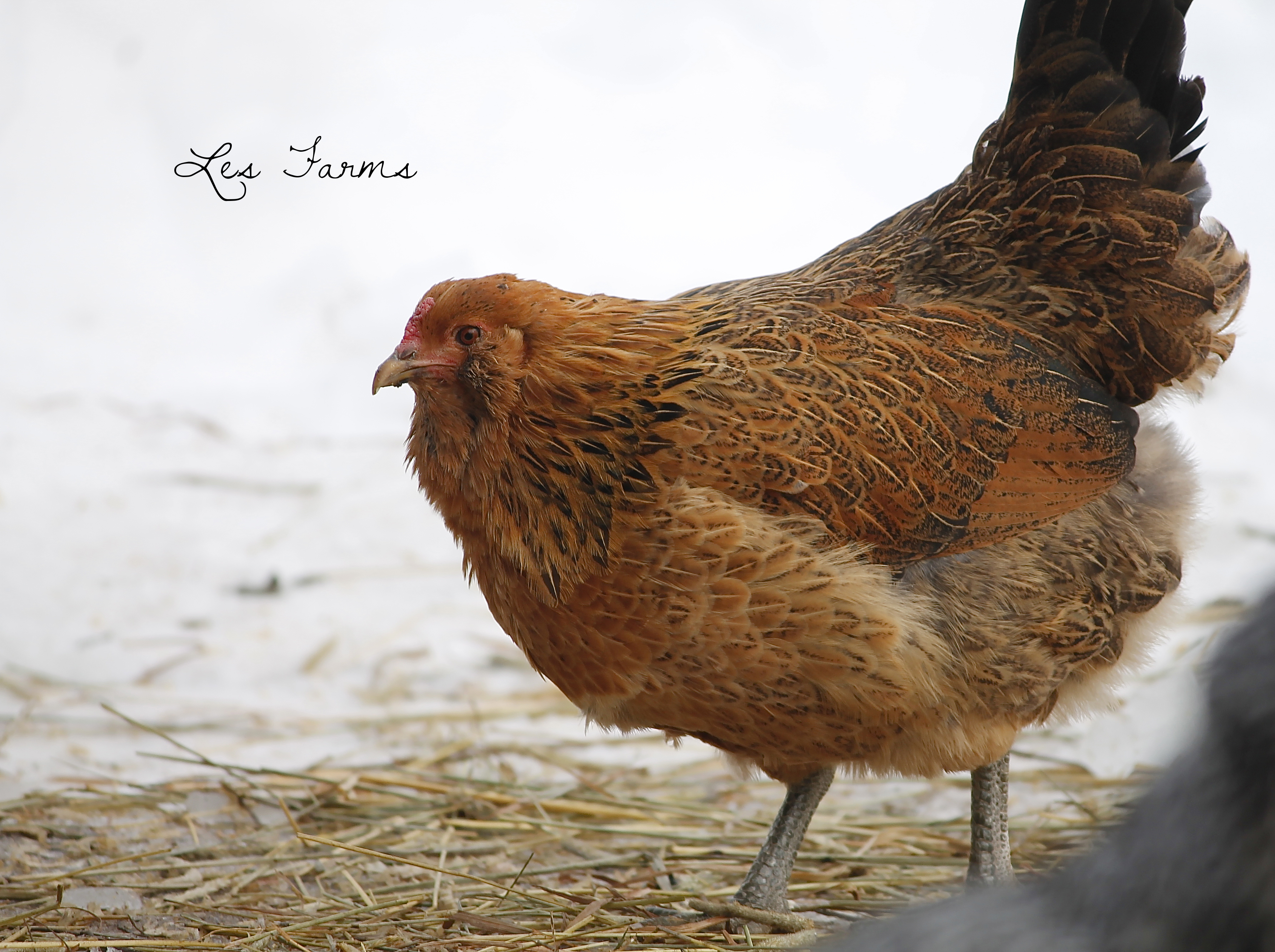 Easter Egger hen