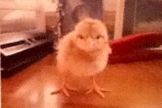 Easter Egger Hen