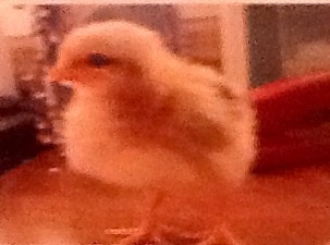 Easter Egger Hen