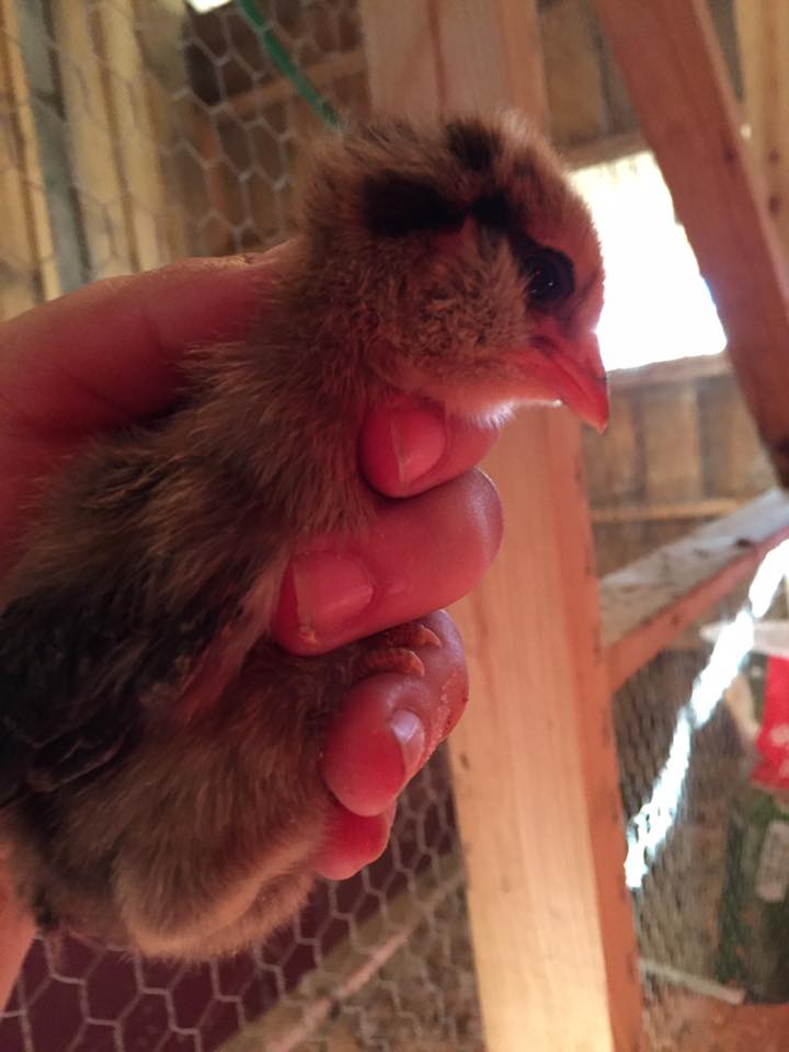 Easter Egger - "Hootie" - 1 Week