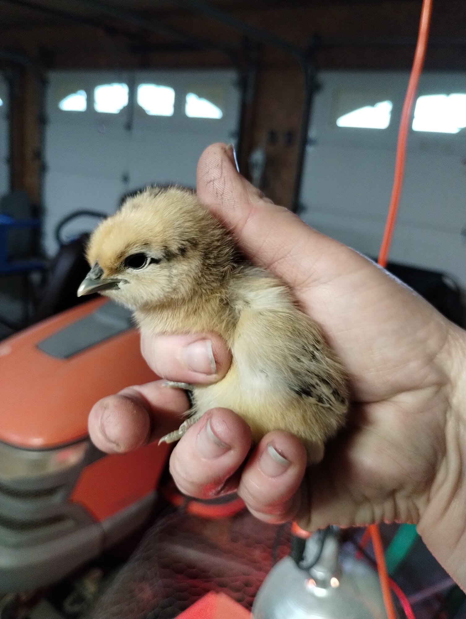 Easter Egger, I thought it was Olive egger. Idk.