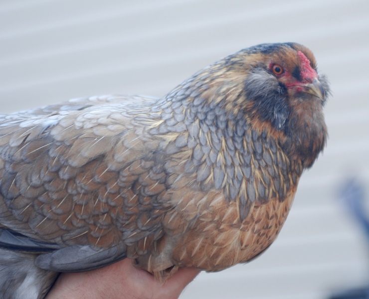 Easter egger - Jasmine