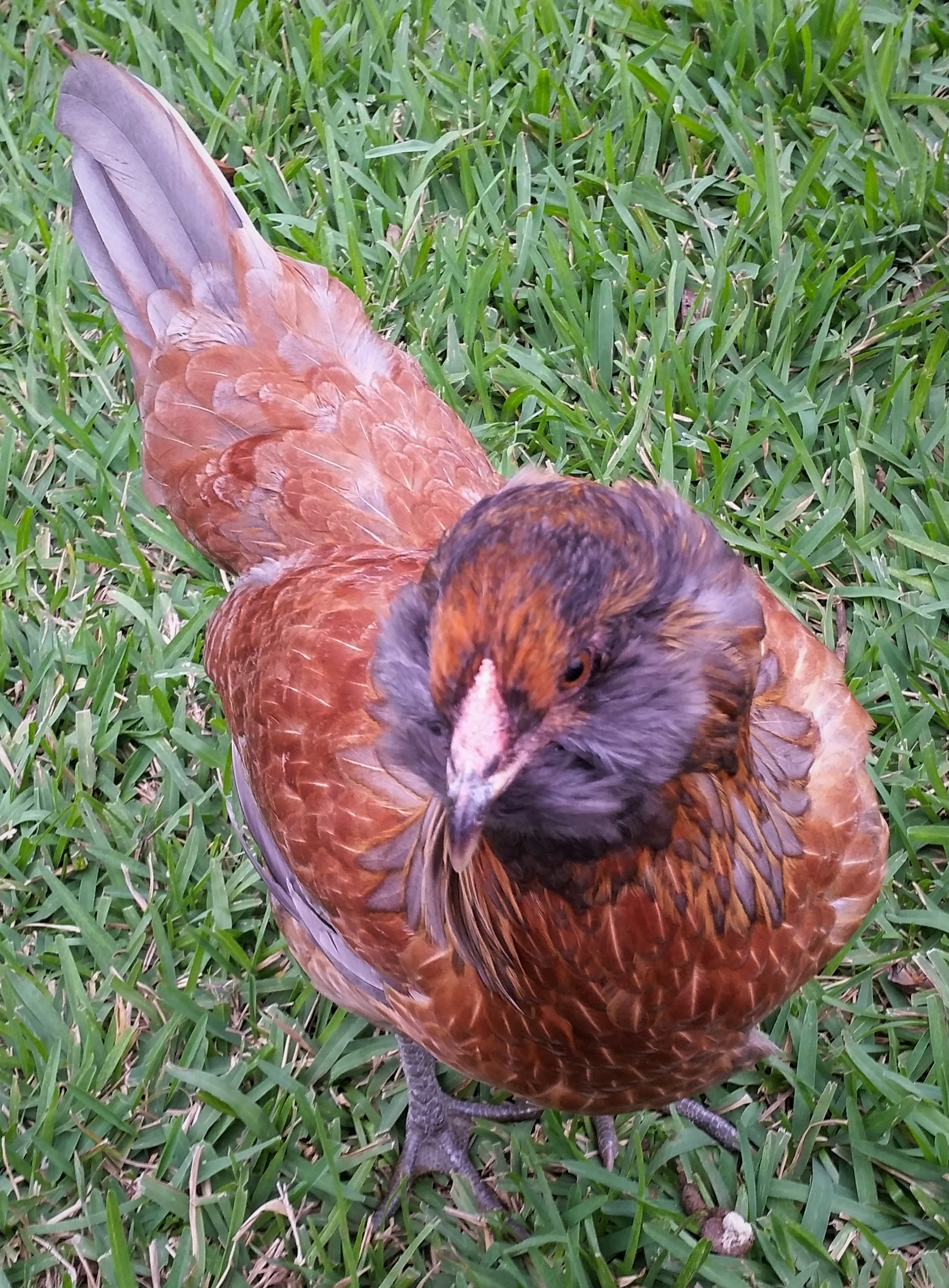 Easter Egger "Joan" 20 weeks