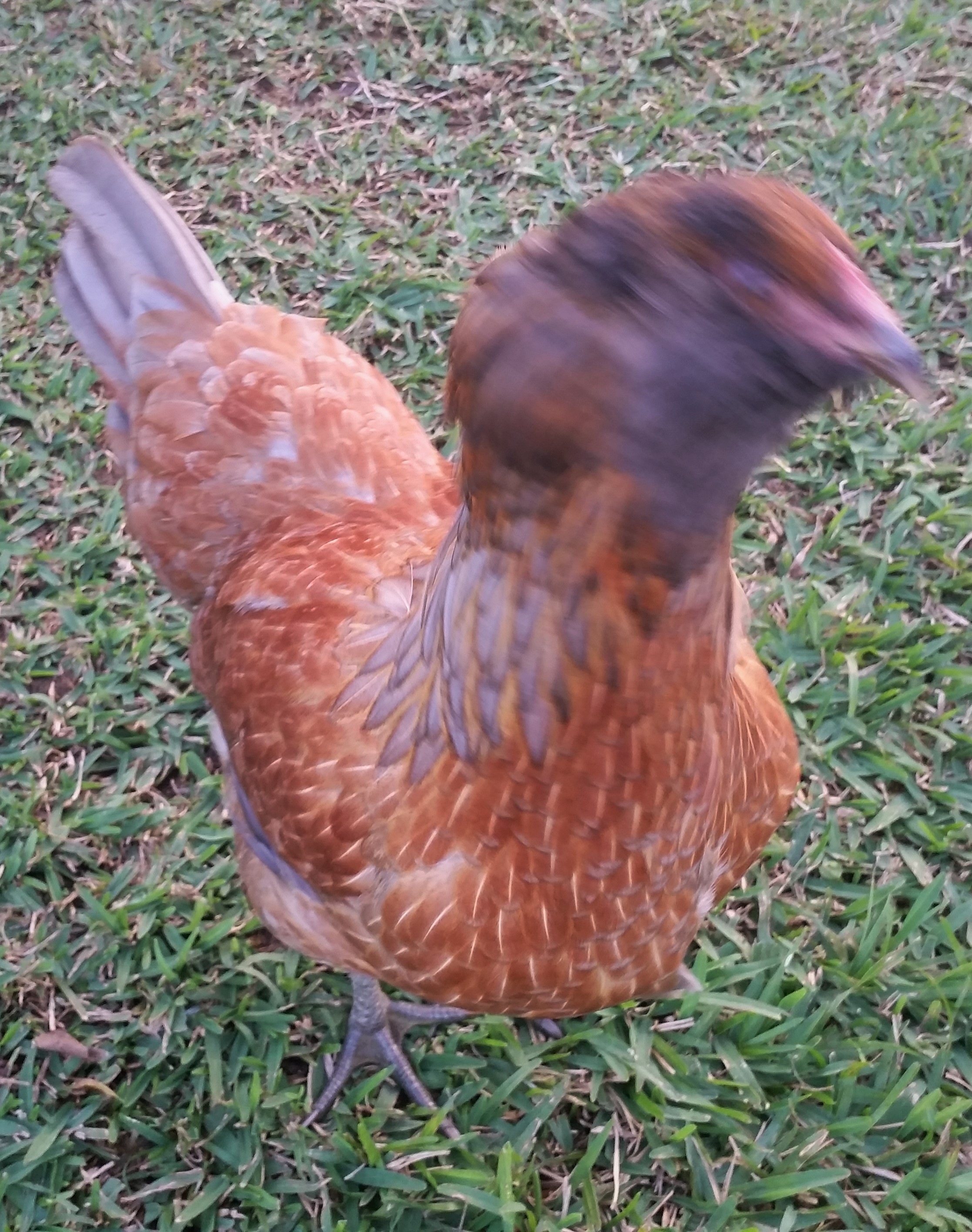 Easter Egger "Joan" 21 weeks