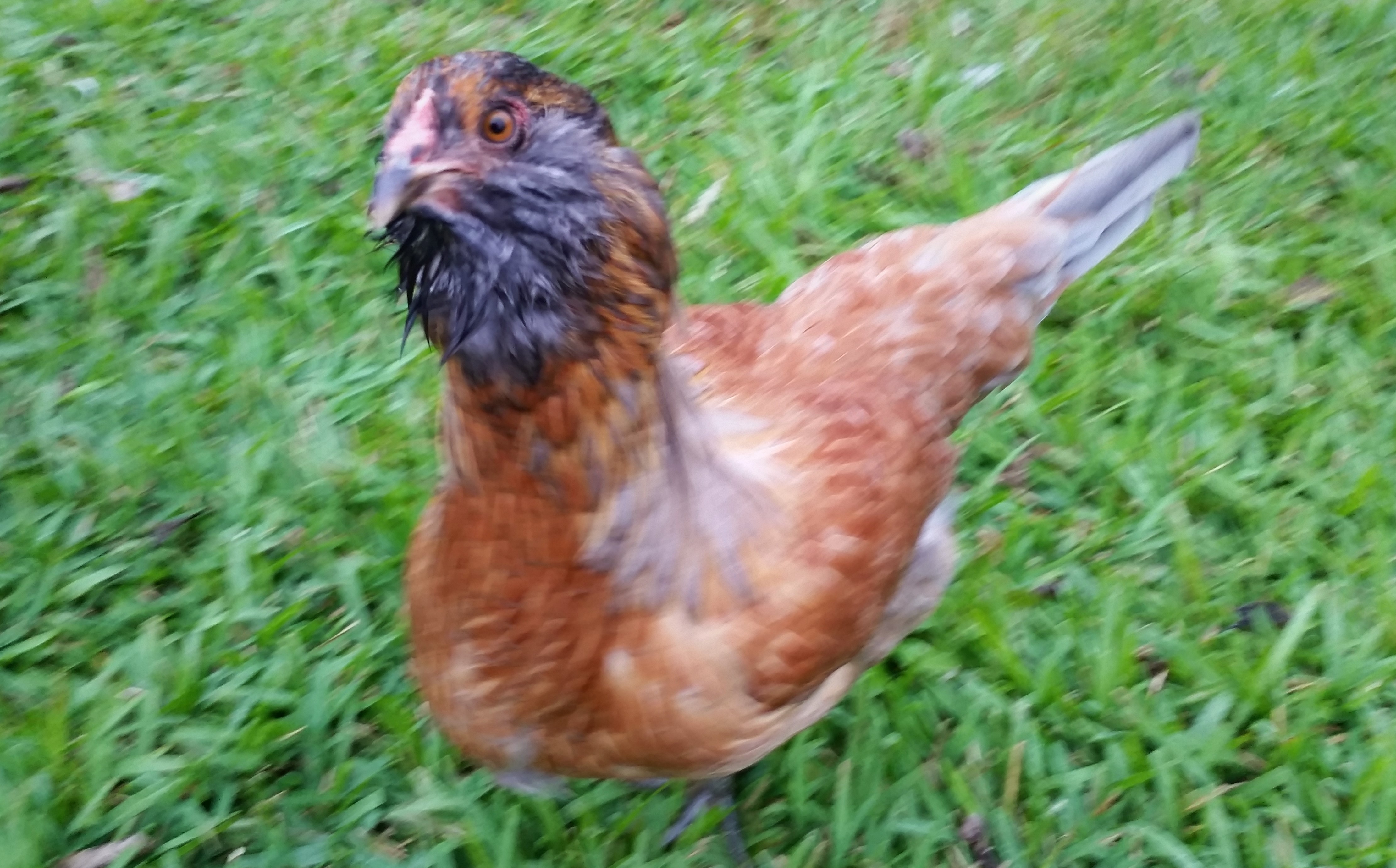 Easter Egger "Joan" 22 weeks