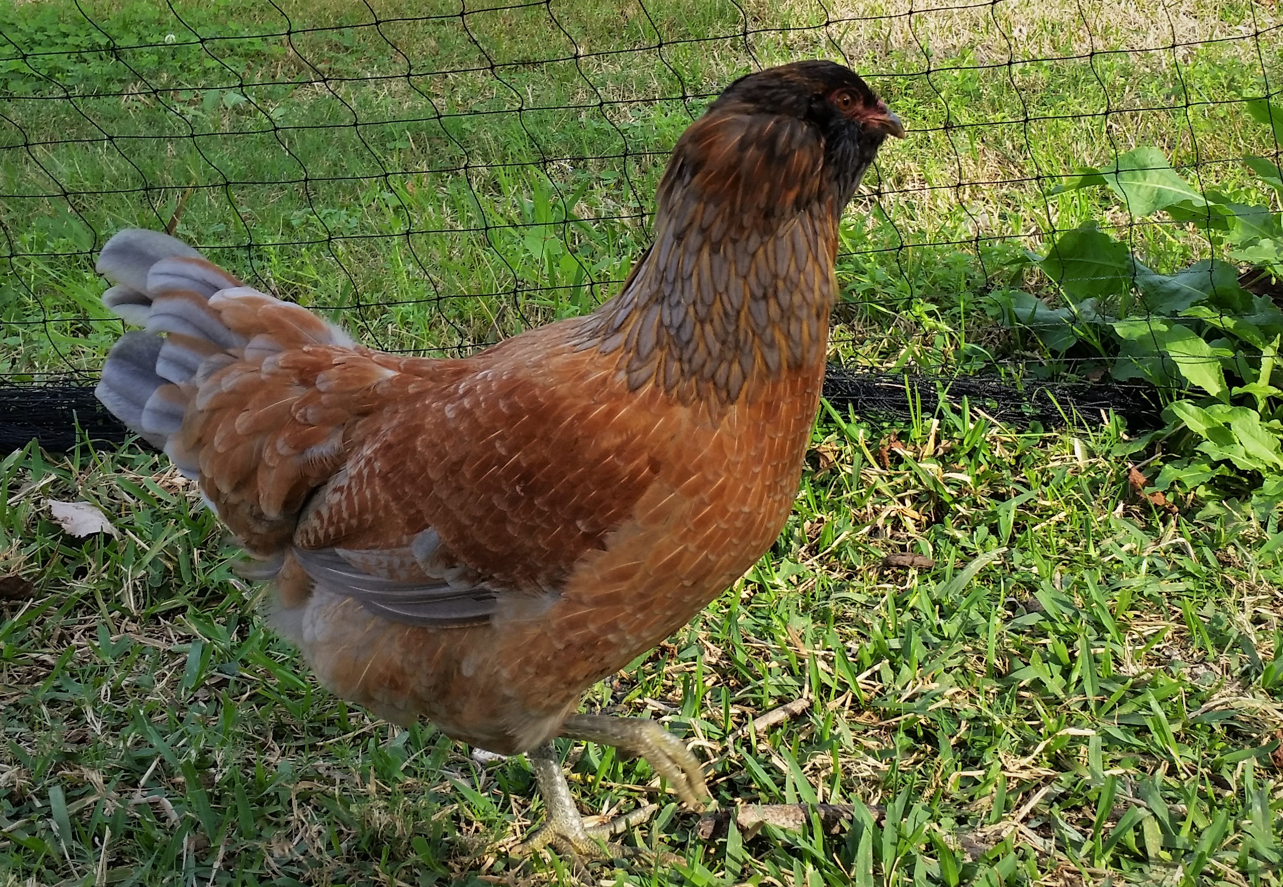 Easter Egger "Joan" 26 weeks