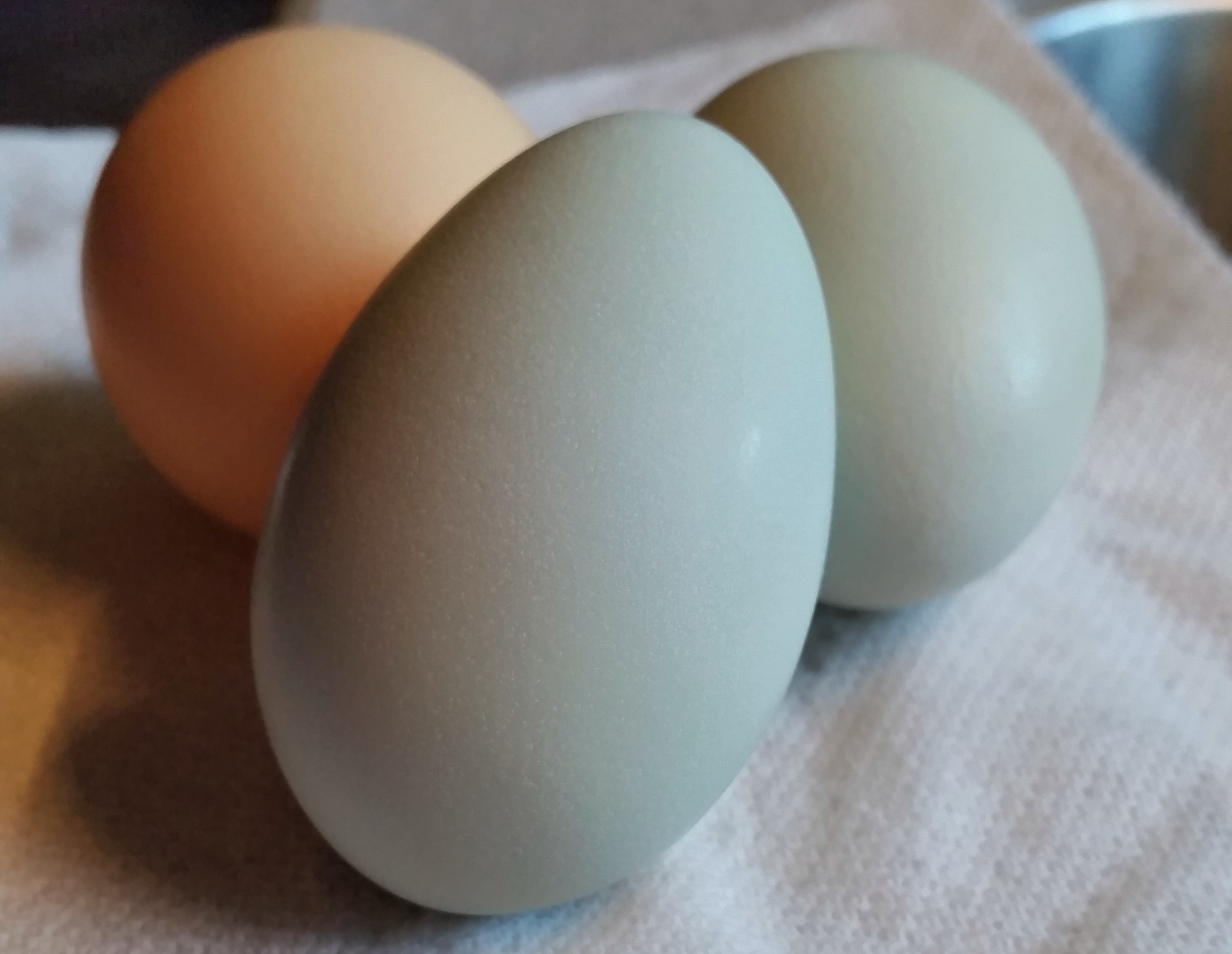 Easter Egger "Joan's" First Egg 02/03/2016