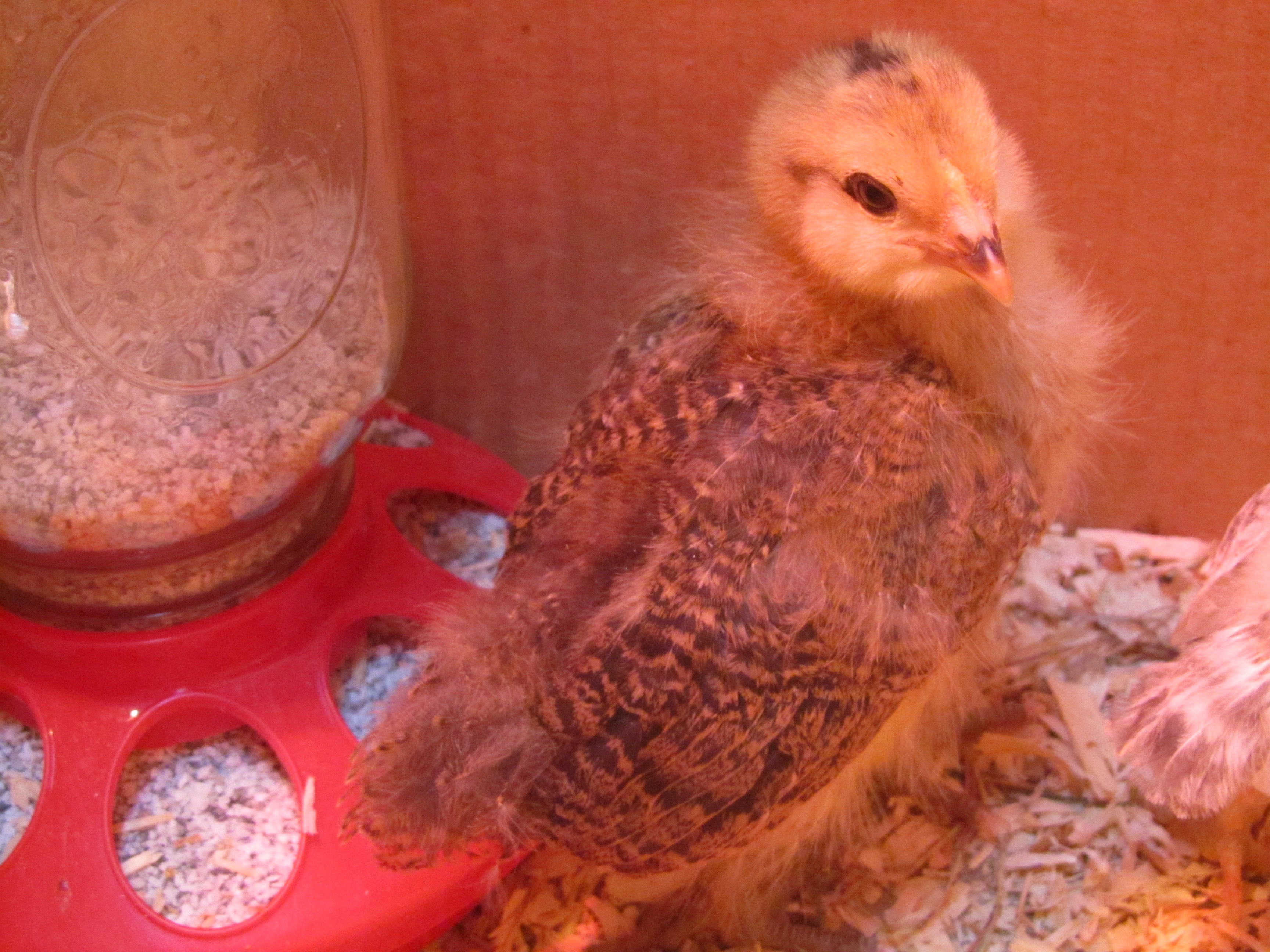 Easter Egger - L' Eggo - 2 weeks