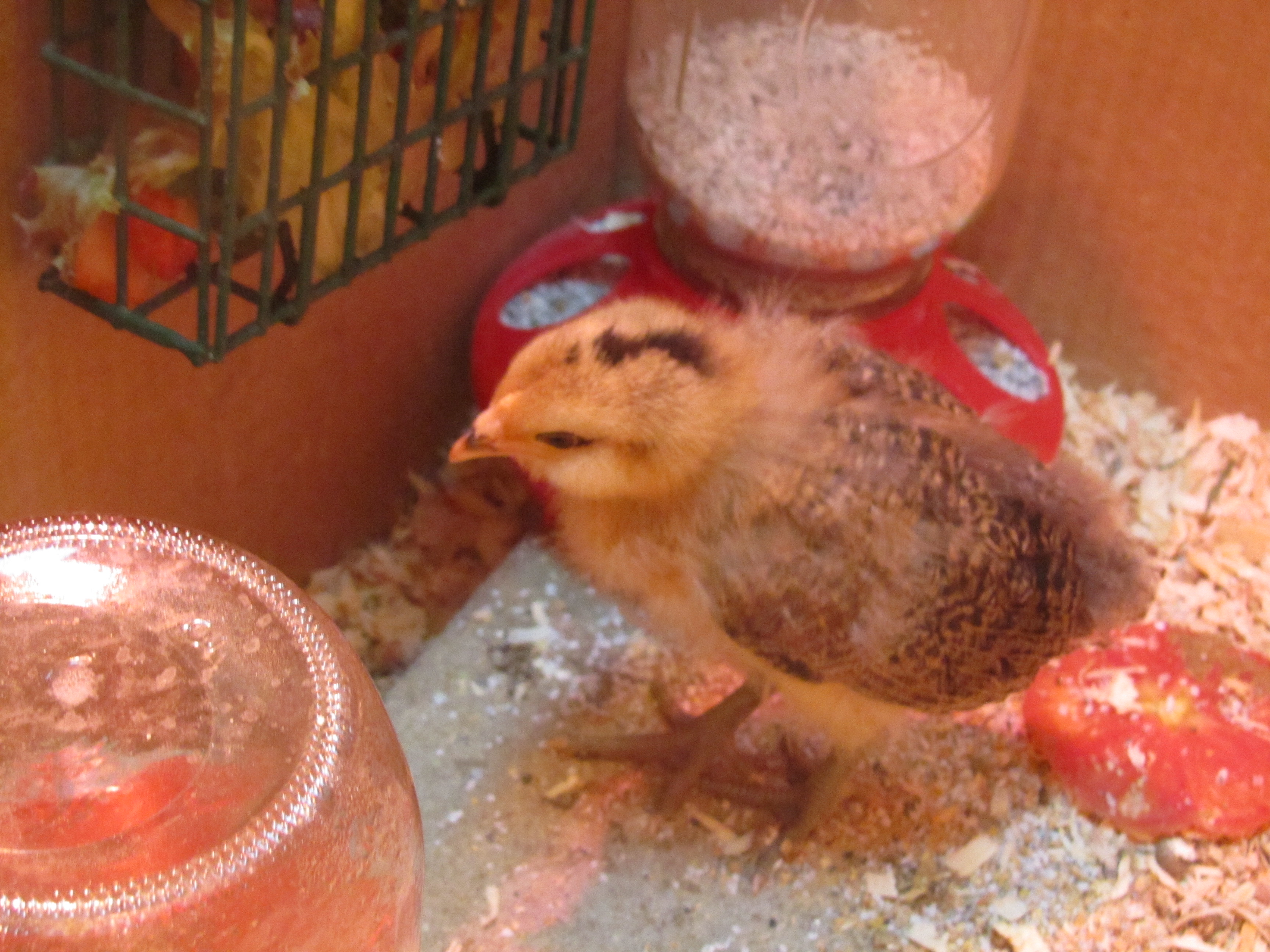 Easter Egger - L'Eggo - 2 weeks