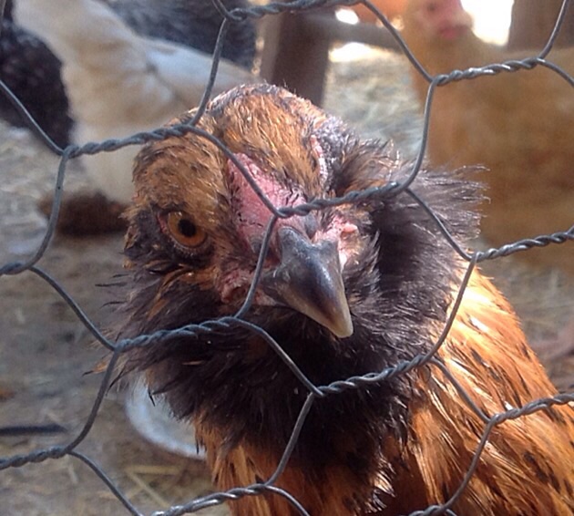 Easter Egger - Little One