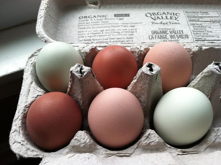 Easter Egger, Marans and Buff Orp eggs