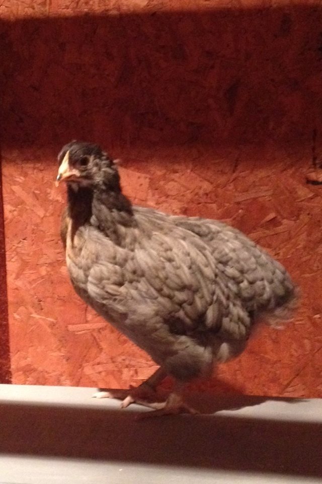 Easter Egger maybe
This is Fern