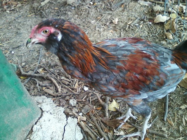 Easter Egger mix Thai. 5 months