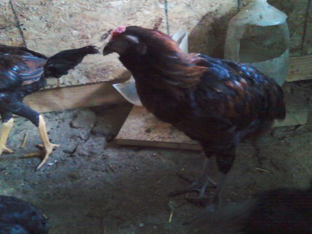Easter Egger mix Thai. Cockerel. 3month. 2week