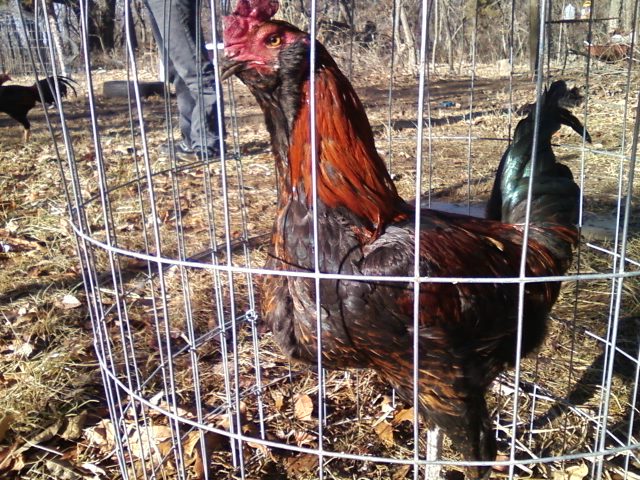 Easter Egger mix Thai