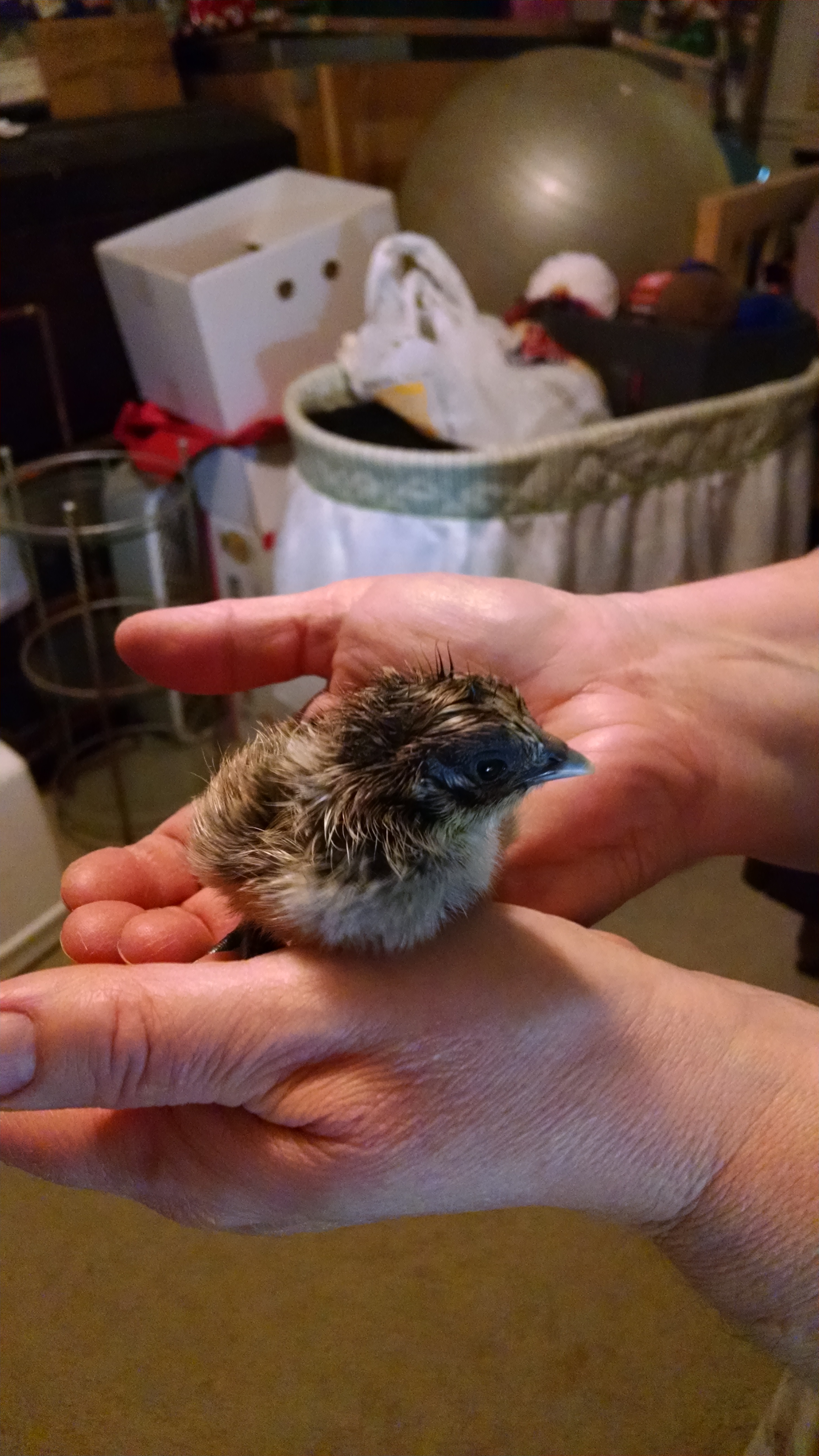 easter egger mixed with silkie