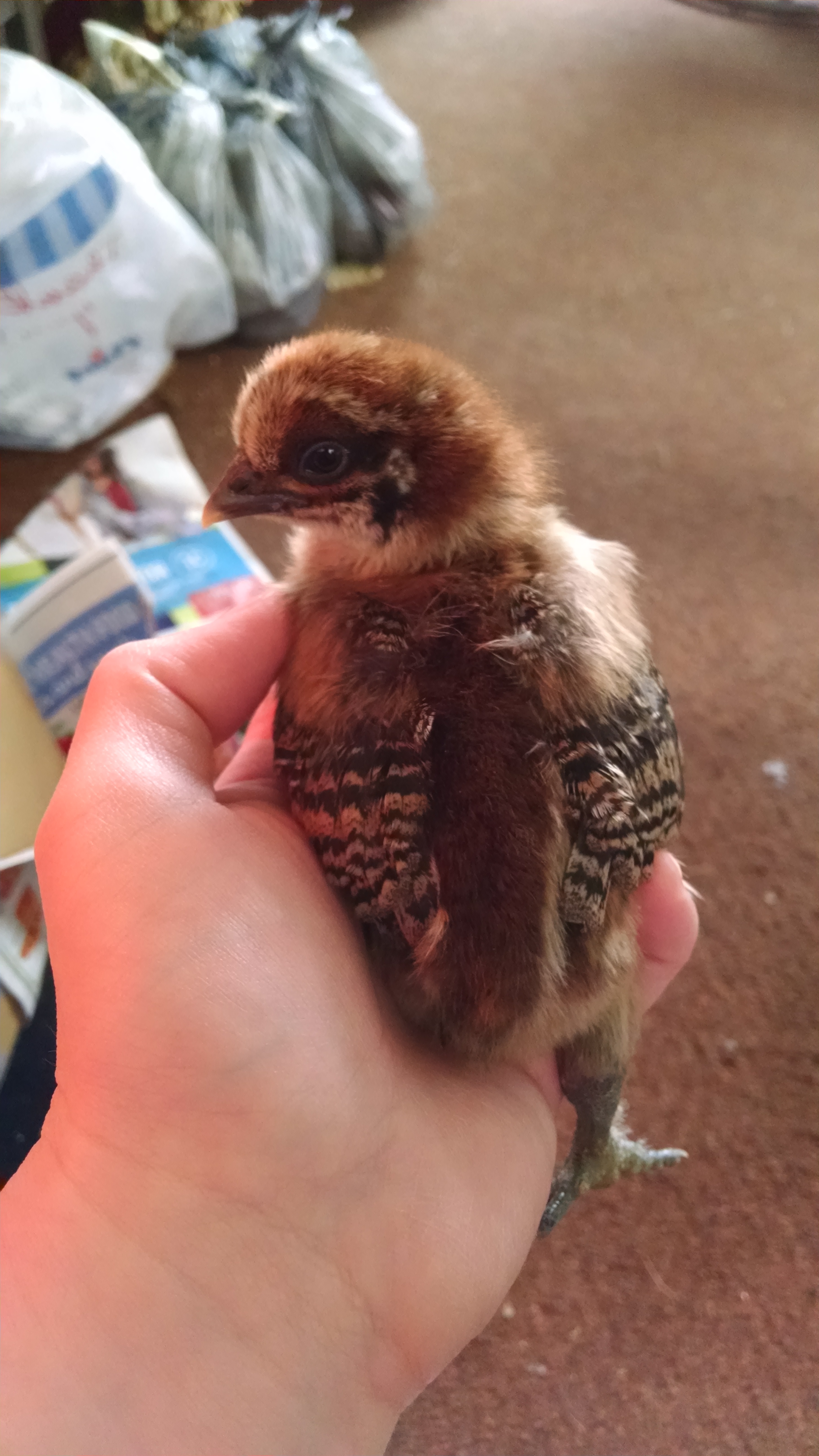 easter egger mixed with silkie